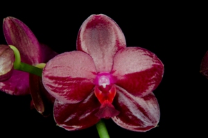 Phalaenopsis Sogo Rose Arnieberry AM/AOS 80 pts.